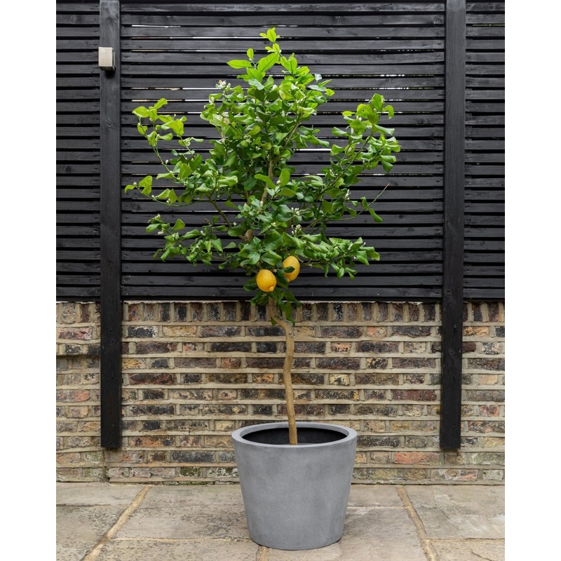 Lemon Tree|180-200cm