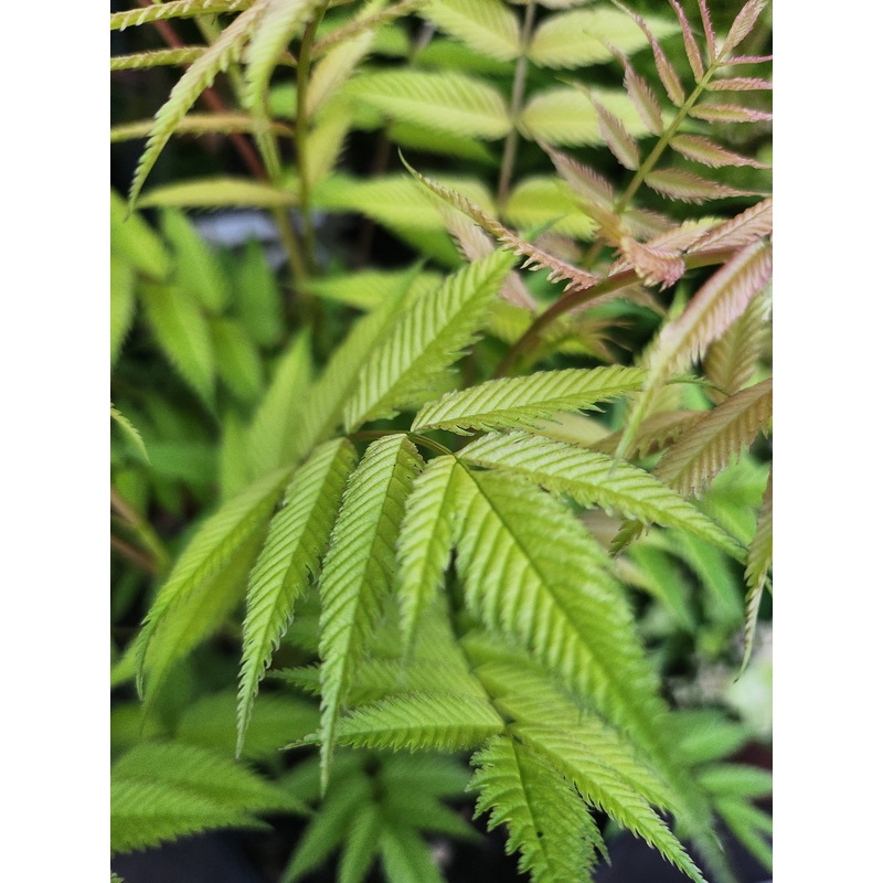 Sorbaria sorbifolia ‘Sem’|2L