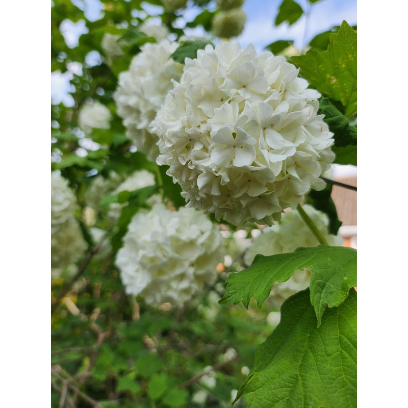 Viburnum opulus ‘Roseum’|5L
