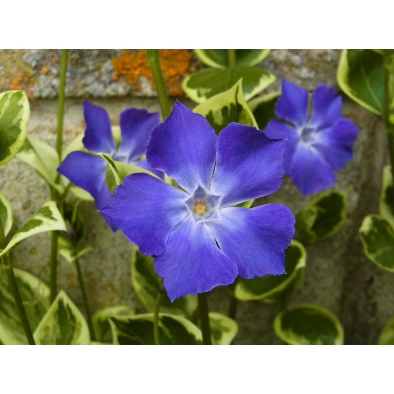 Vinca major Variegata|1L