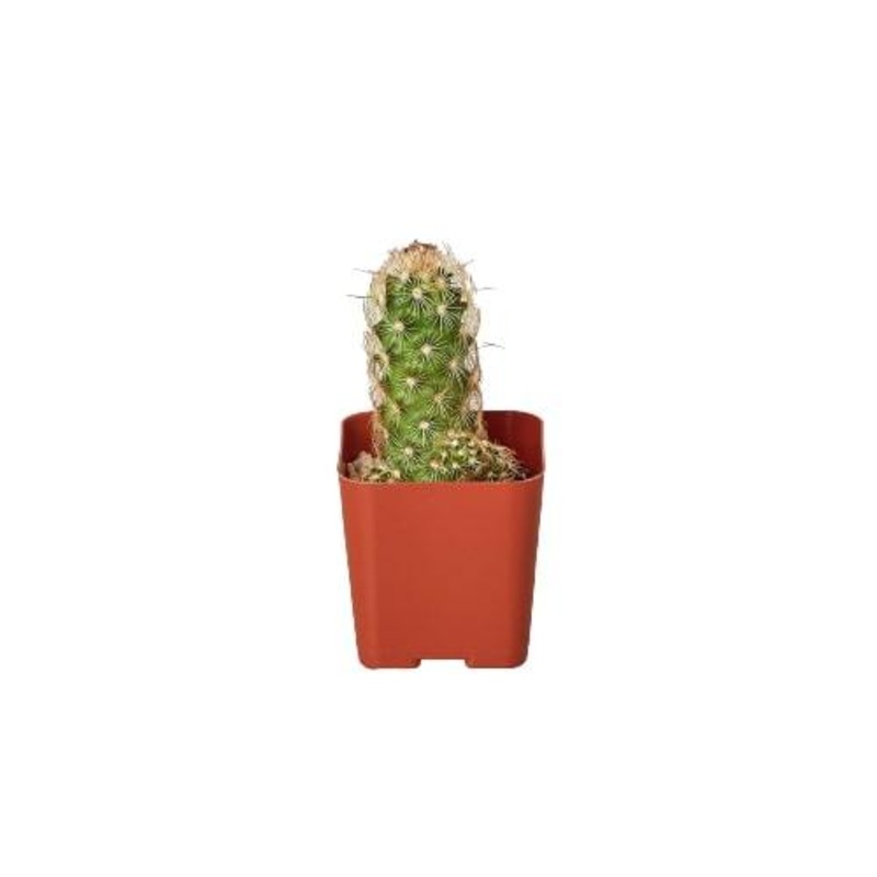 Cactus Variety – 2 Pot