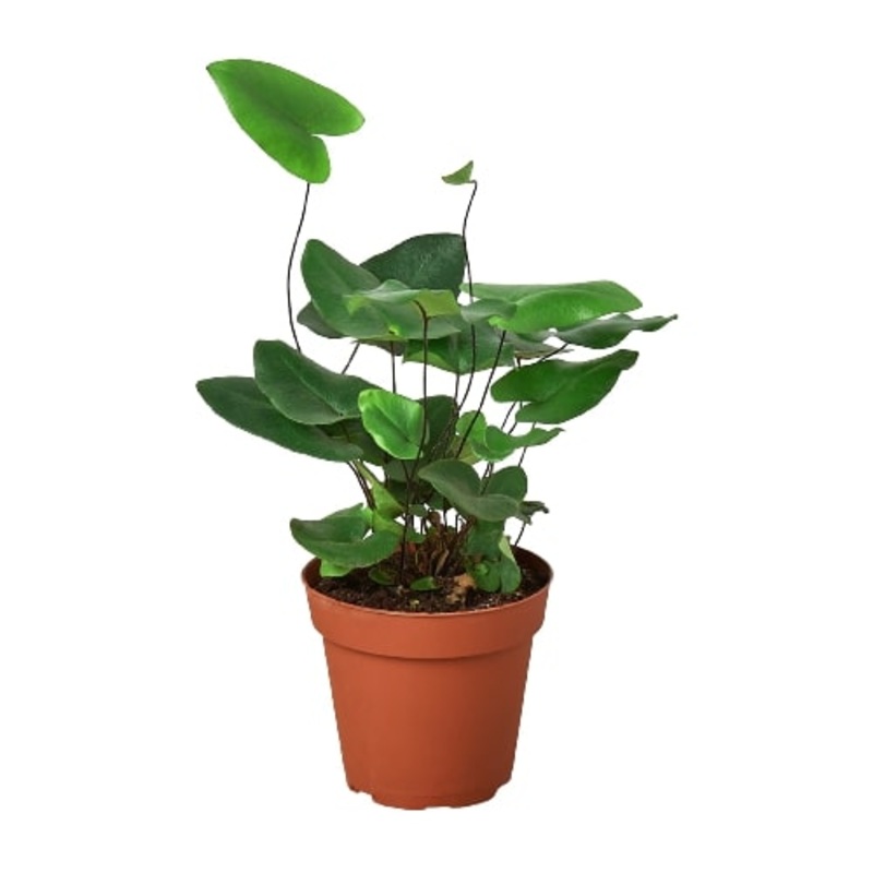‘Heart’ Fern|4″ Pot|6″ Pot