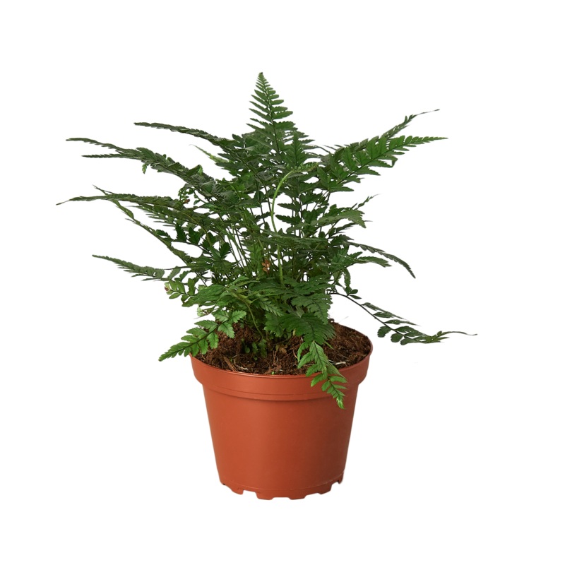 ‘Korean Rock’ Fern|4″ Pot