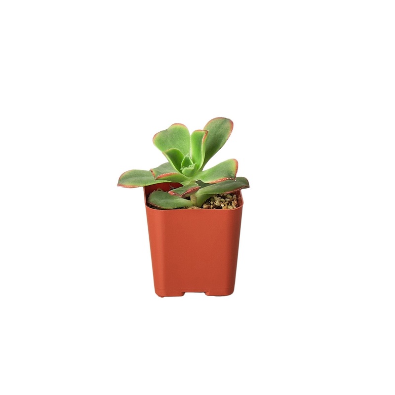 2 Succulent Variety Packs|1 Pack|3 Pack|4 Pack|6 Pack