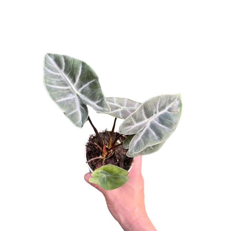 Alocasia ‘Ebony’|4″ Pot