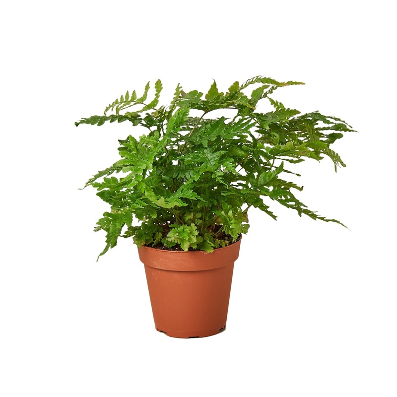 ‘Autumn’ Fern|4″ Pot|6″ Pot