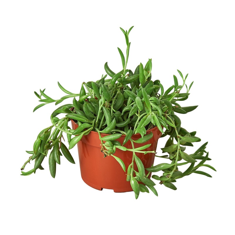 Succulent ‘String of Bananas’|4″ Pot|6″ Pot