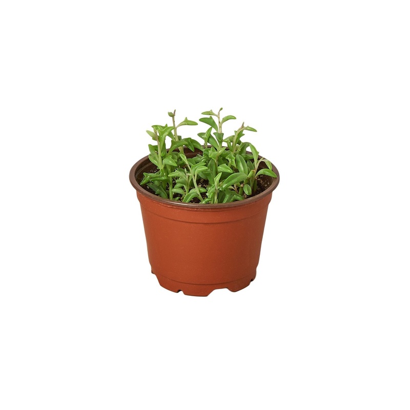 Succulent ‘String of Dolphins’
