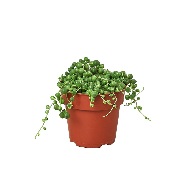 Succulent ‘String of Pearls’|2″ Pot|3″ Pot|4″ Pot|6″ Pot