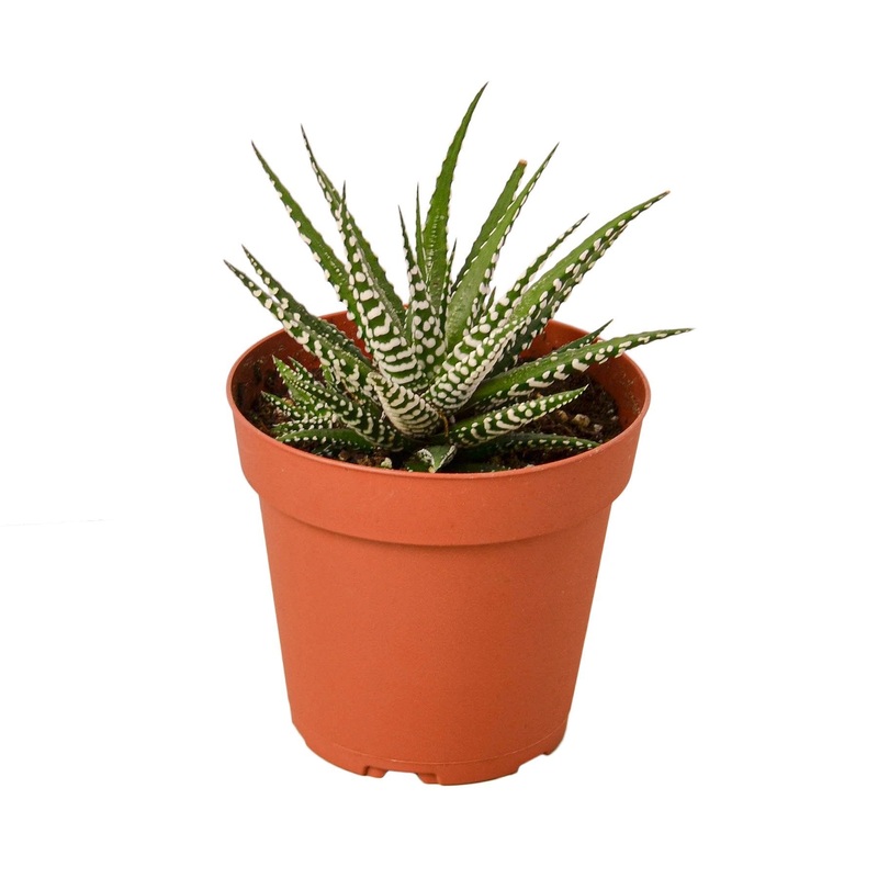 Zebra Succulent|4″ Pot|6″ Pot