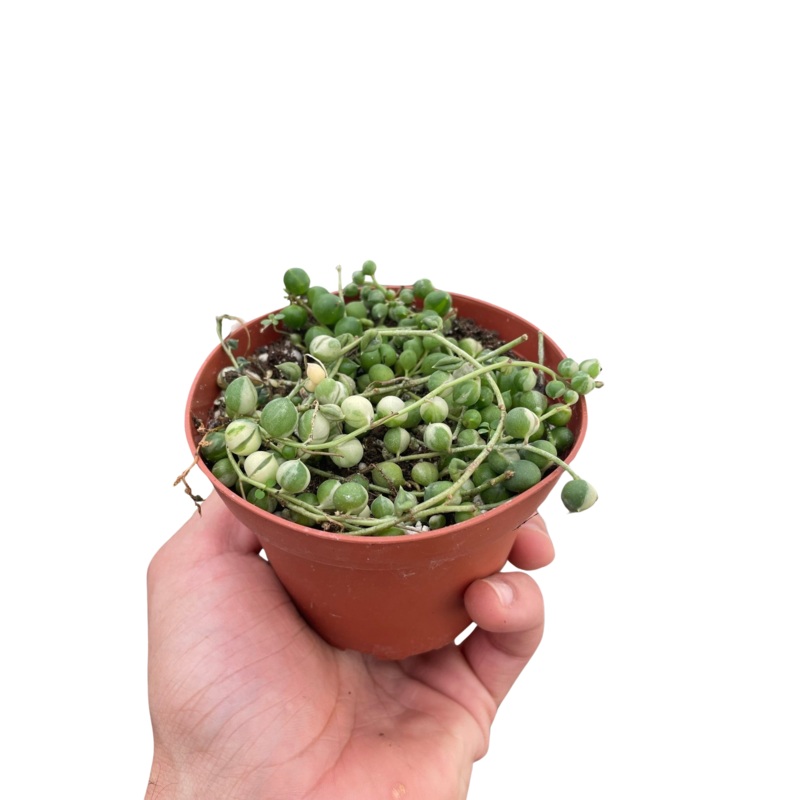 Succulent ‘String of Pearls’ Variegated