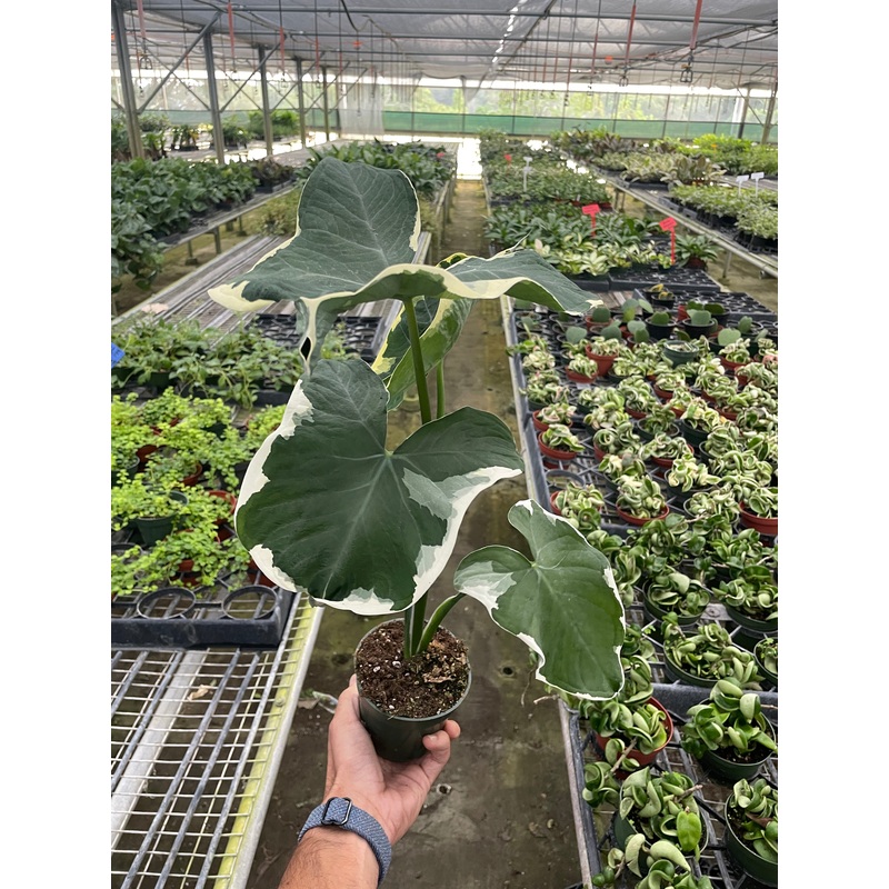Alocasia ‘Mickey Mouse’ (Xanthosoma sagittifolium ‘Variegatum Monstrosum’)