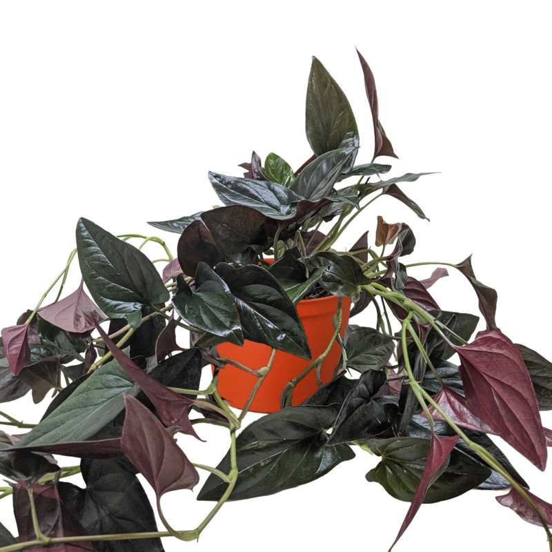 Syngonium ‘Red Arrow’|6″ Pot