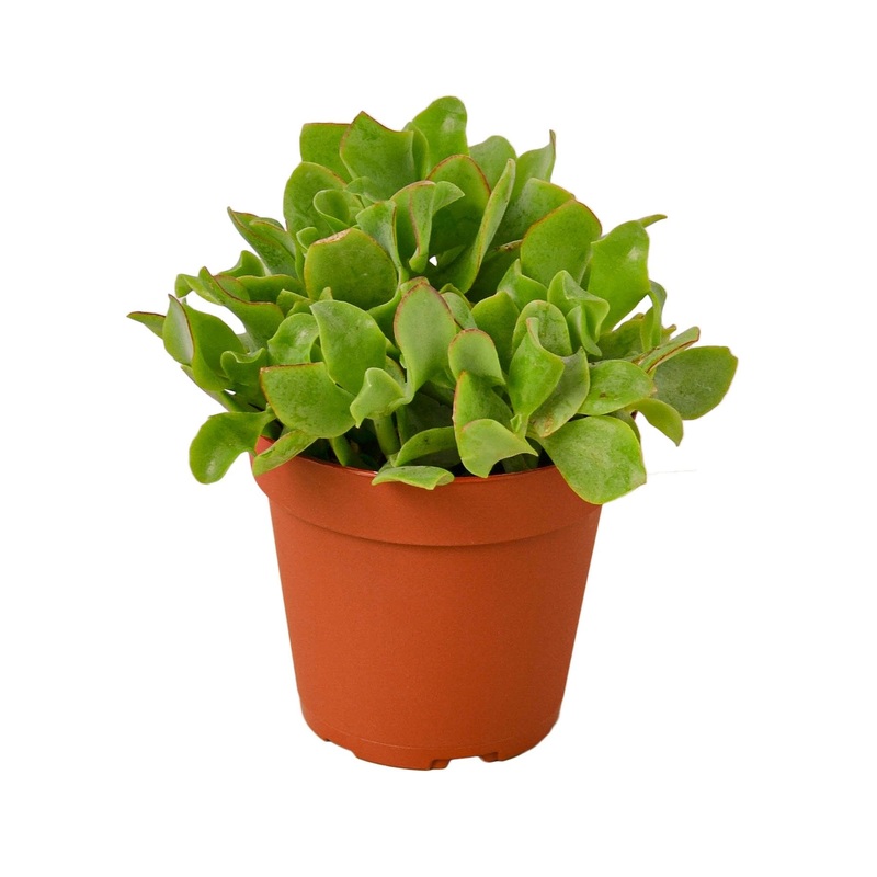 Ripple Jade Succulent|4″ Pot