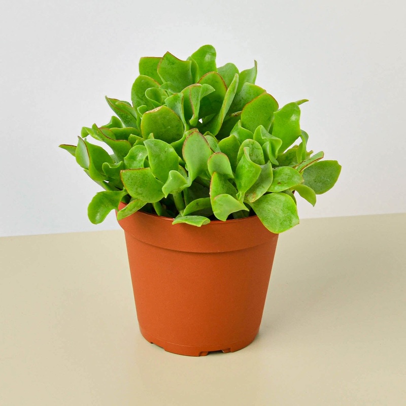 Succulent ‘Ripple Jade’|4″ Pot