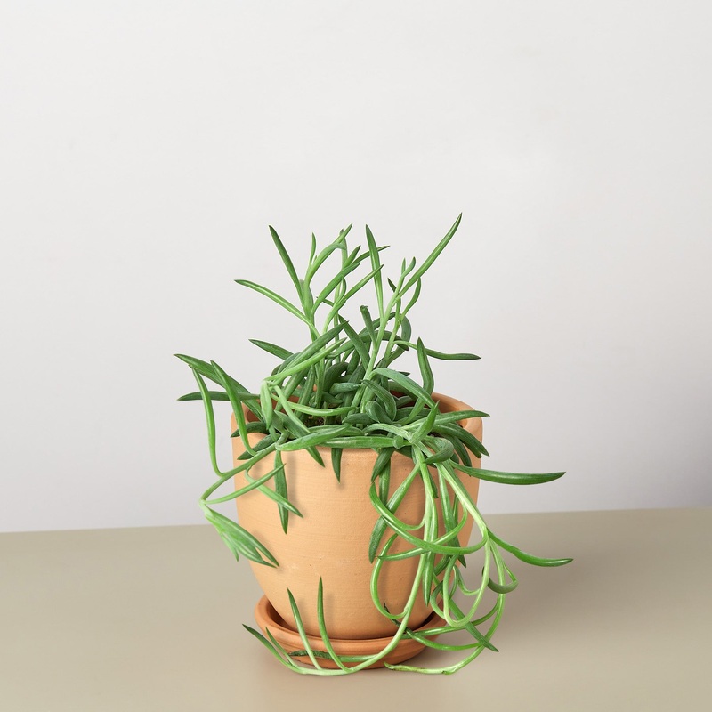 Succulent Senecio Succulent ‘Fish Hooks’