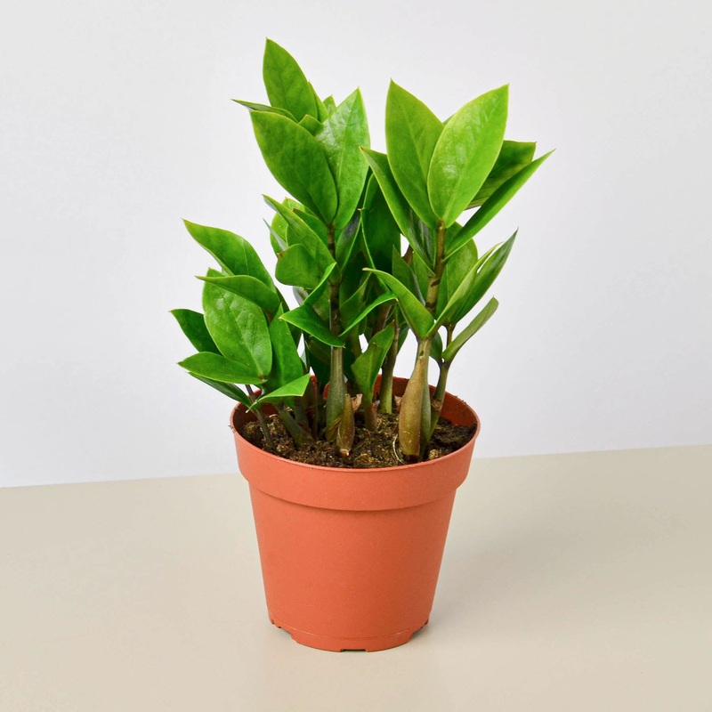 Zamioculcas Zamiifolia ‘ZZ’|3″ Pot|4″ Pot|6″ Pot|8″ Pot|Nursery Pot|Black Cylinder|White Cylinder|Terra Cotta Eco Pot|Black Eco Pot|Cow Pot