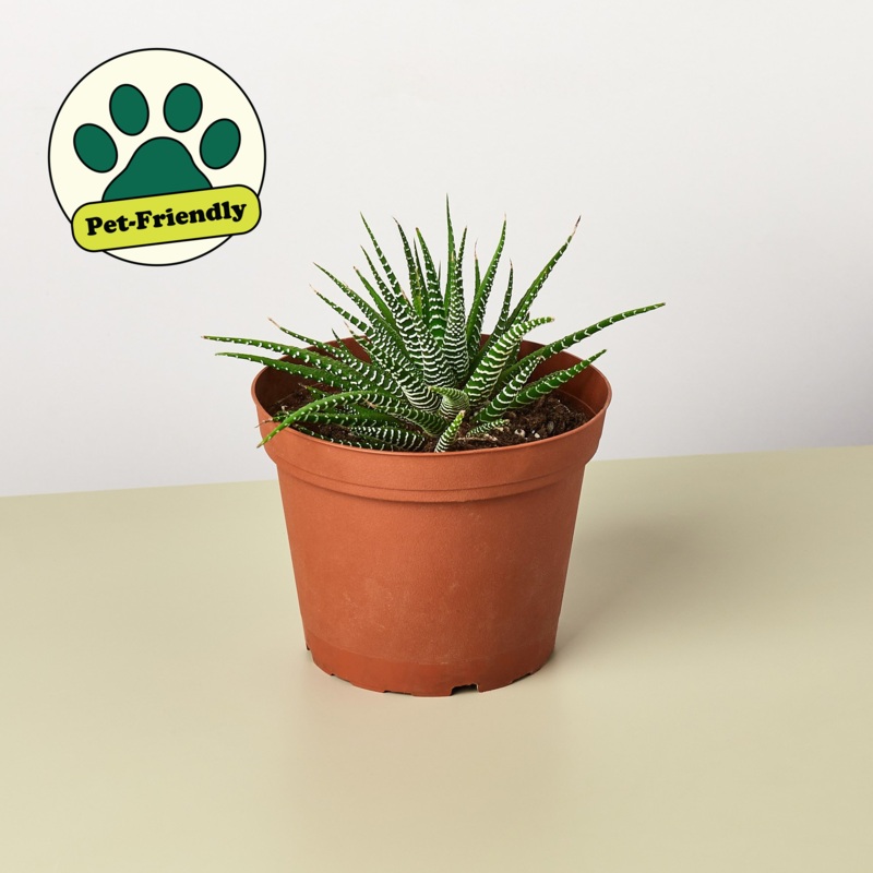 Zebra Succulent|3″ Pot|4″ Pot|6″ Pot