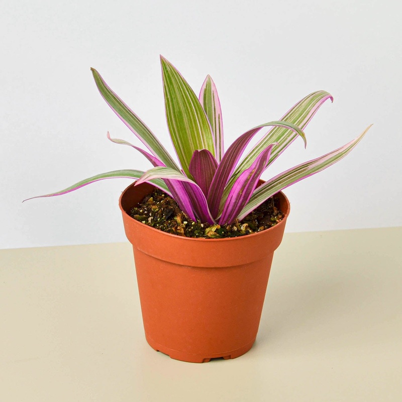 Tradescantia ‘Oyster Plant’|4″ Pot
