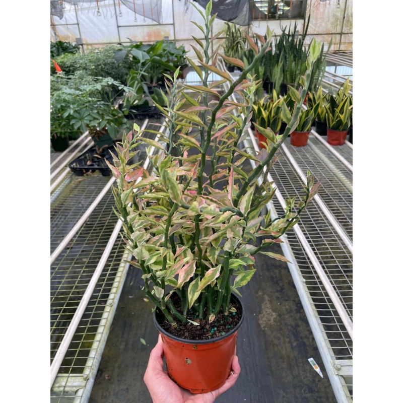Variegated Devil’s Backbone Euphorbia