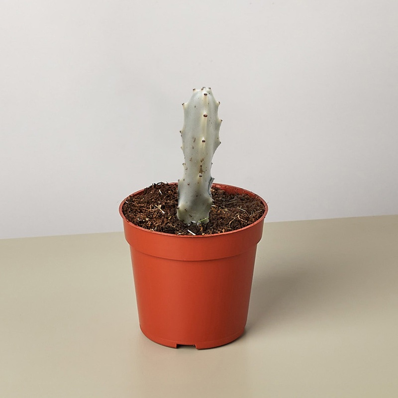 4 Succulent Euphorbia ‘Dragon Bone’