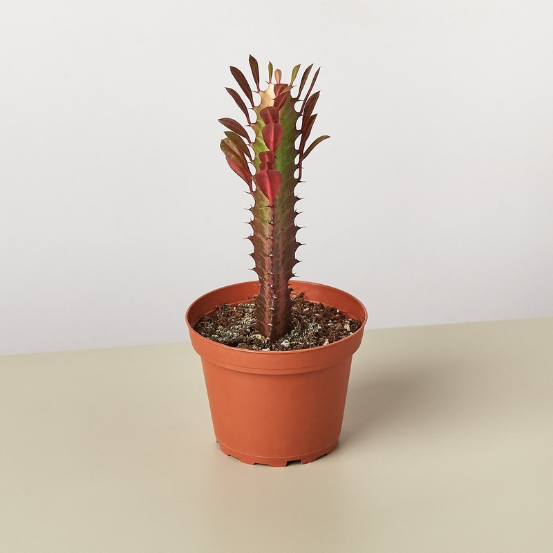 Succulent Euphorbia ‘Trigona Rubra’