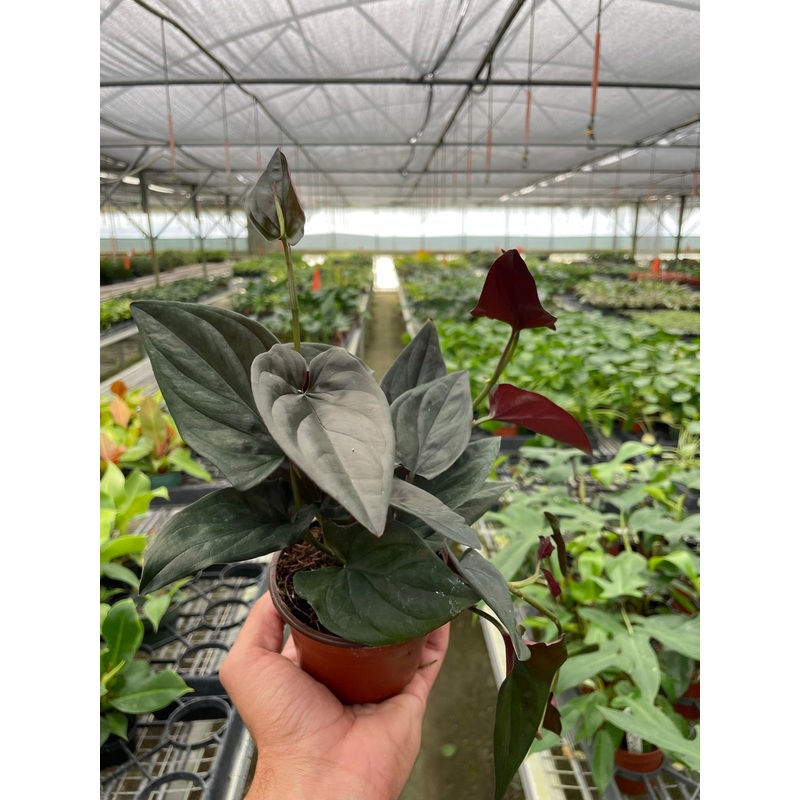 Syngonium ‘Red Arrow’|4″ Pot|6″ Pot