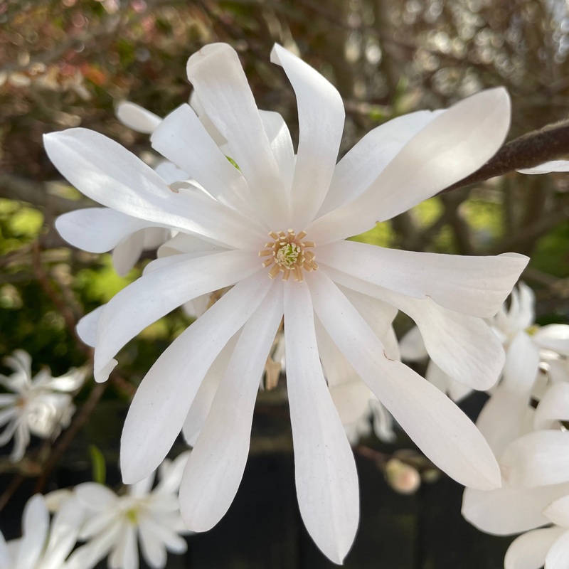 Magnolia Stellata|5 litre