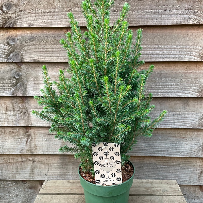 Picea December|2 litre