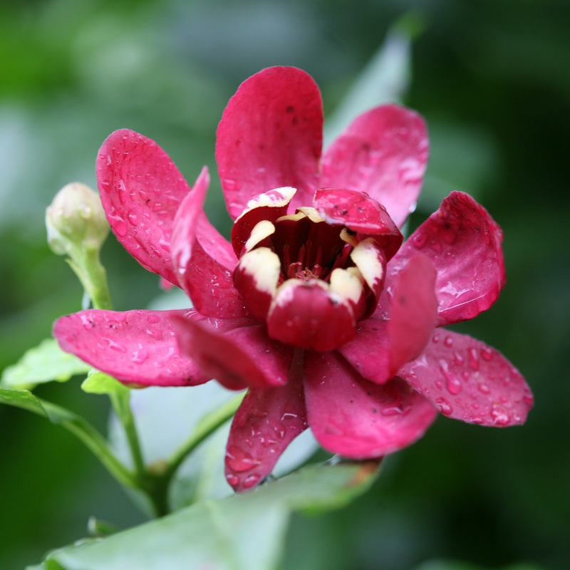 ‘Aphrodite’ Sweetshrub (Calycanthus)