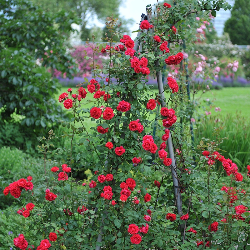 ‘Blaze’ Climbing Rose|One Quart