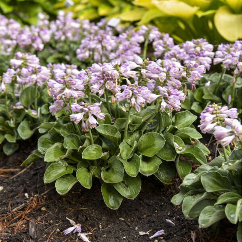 ‘Blue Mouse Ears’ Hosta|One Quart