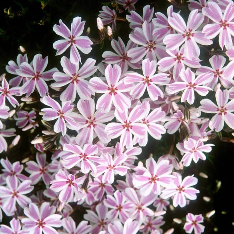 ‘Candy Stripe’ Creeping Phlox|One Quart
