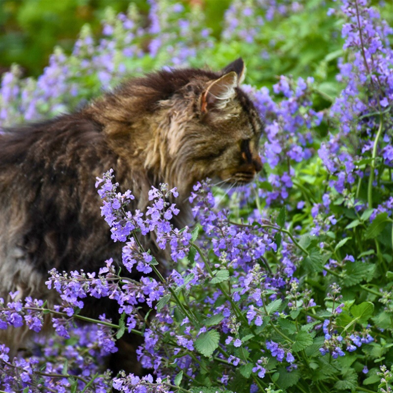 ‘Cat’s Meow’ Catmint (Nepeta)|One Quart