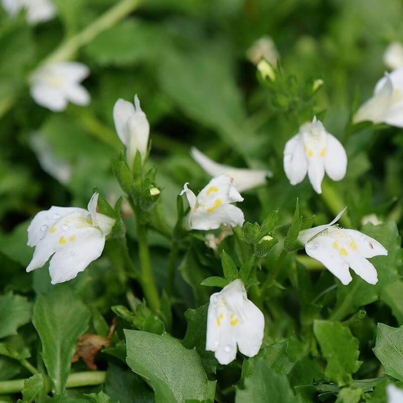 White Mazus|One Quart|32 Landscape Plugs
