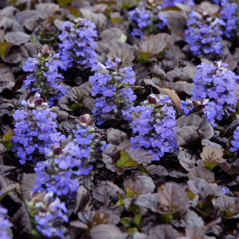 ‘Black Scallop’ Bugleweed (Ajuga)
