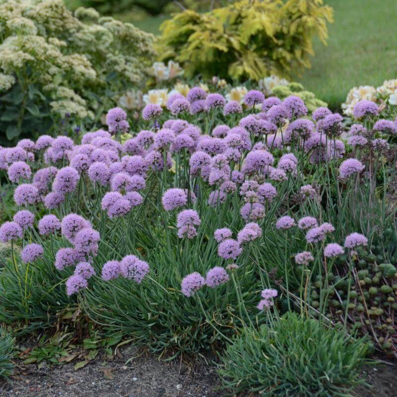 ‘Blue Eddy’ Allium|One Quart