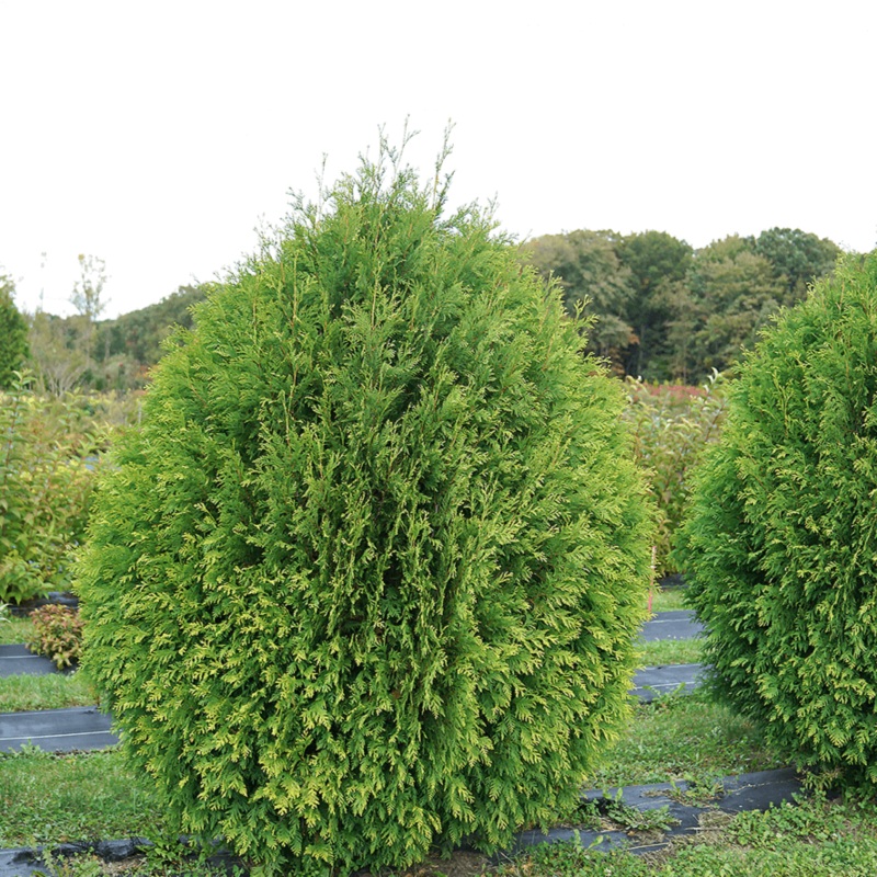 Cheer Drops Arborvitae (Thuja)
