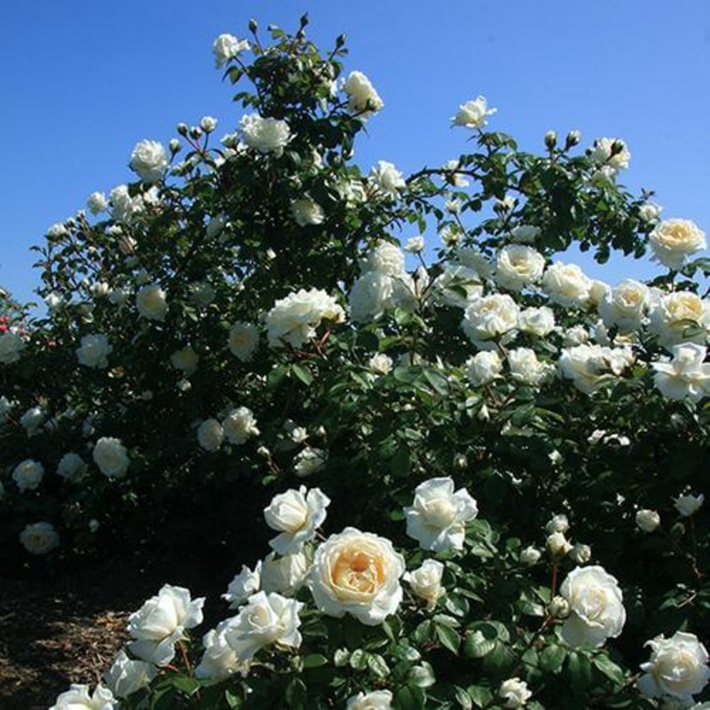 Cloud 10 Climbing Rose|One Quart
