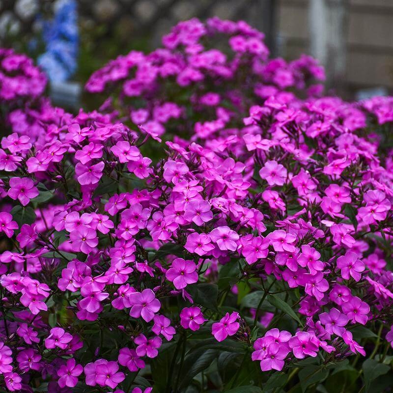 ‘Cloudburst’ Tall Cushion Phlox