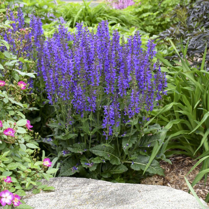 Color Spires ‘Indiglo Girl’ Salvia