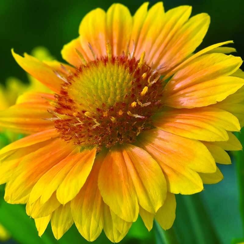 ‘Arizona Apricot’ Blanket Flower (Gaillardia)