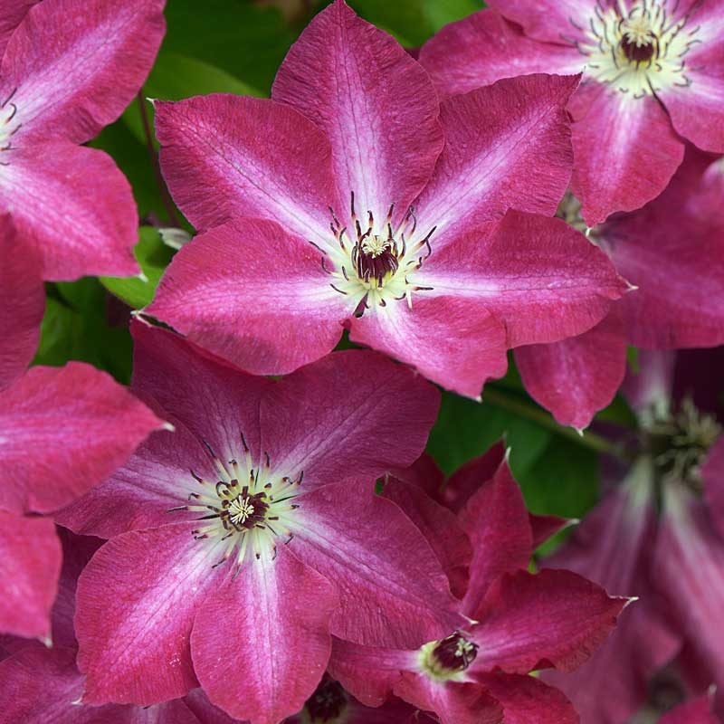 ‘Viva Polonia’ Clematis|One Quart