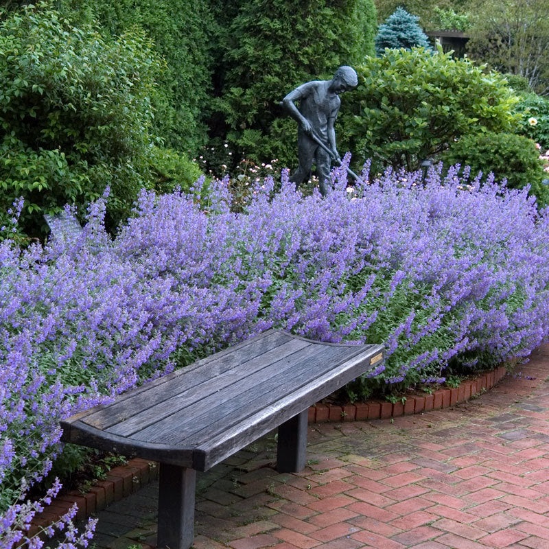Walker’s Low Catmint (Nepeta)|One Quart