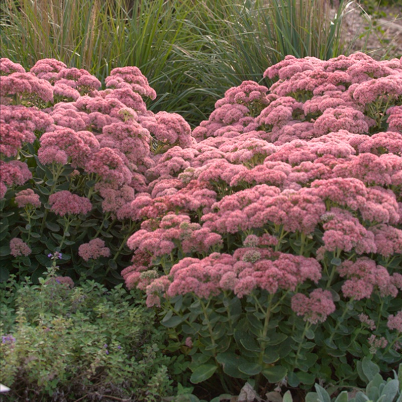 ‘Autumn Joy’ Stonecrop (Sedum)