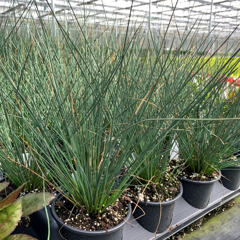 ‘Blue Arrows’ Rush (Juncus)|One Quart