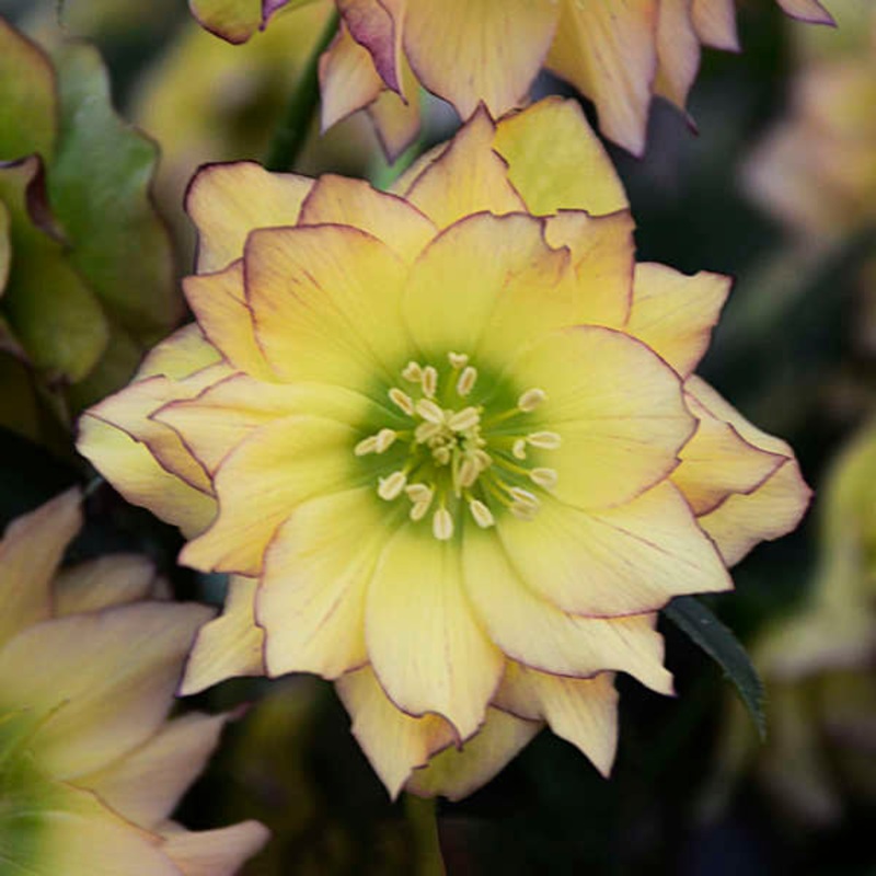 Wedding Party First Dance Lenten Rose (Helleborus)
