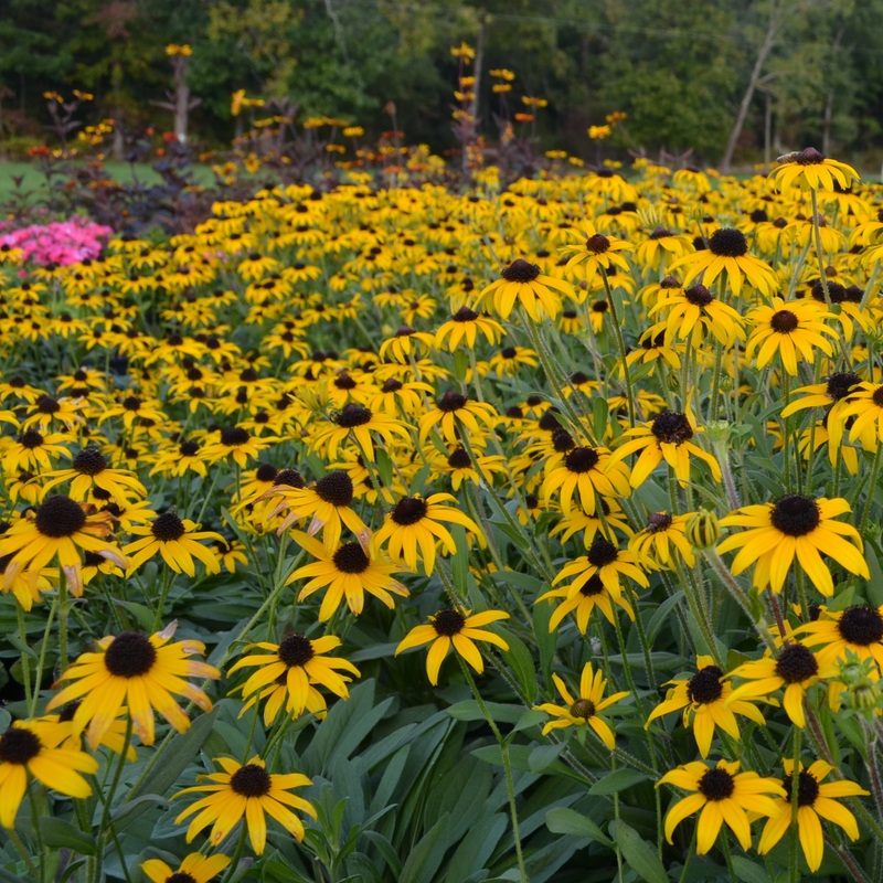 ‘American Gold Rush’ Black-Eyed Susan (Rudbeckia)