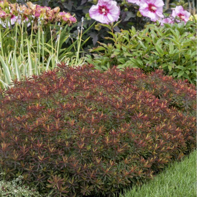 ‘Bonfire’ Spurge (Euphorbia)|One Quart