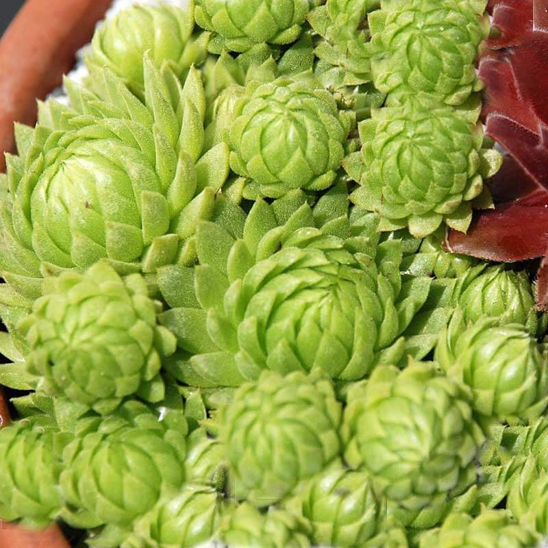 ‘Allionii’ Hens & Chicks|Three Inch